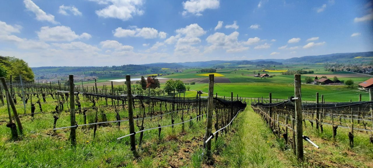 Seuzach Heimenstein Land Weinland