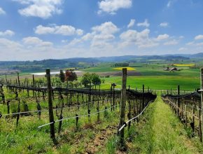 Seuzach Heimenstein Land Weinland