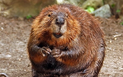 Biber-American_Beaver-free-wikipedia
