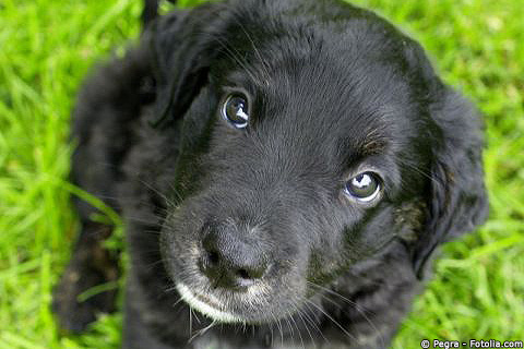 Hund_cc_Pegra_Fotolia_com_4075252_S