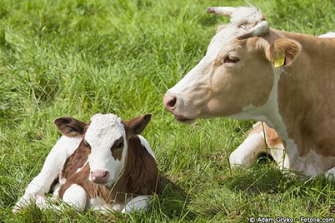 Kalb-Kuh-_cc_Adam-Gryko_Fotolia_com_15252786_XS