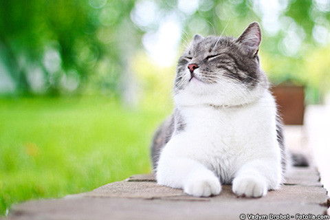 Katze_cc_vadym-drobot-Fotolia_24533751_XS