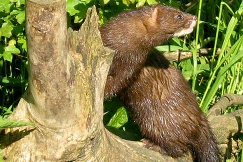 Nerz-Pelz-Europaeischer_Nerz-cc_Nicolai-Meyer-Wikipedia-001