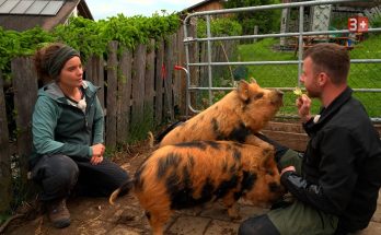 Bauer ledig sucht 2025 - Folge 3 - Schweinische Spiele
