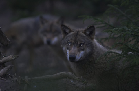 daehlhoelzli-wolf-nacht-abendfuehrung-002