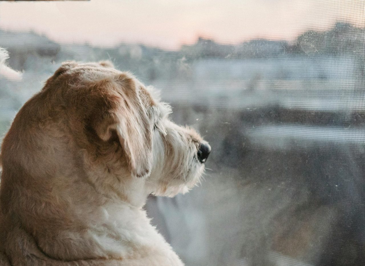 Hund blickt aus Fenster