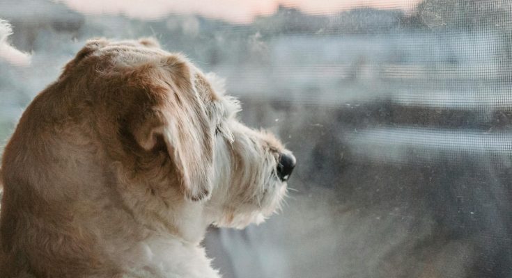 Hund blickt aus Fenster
