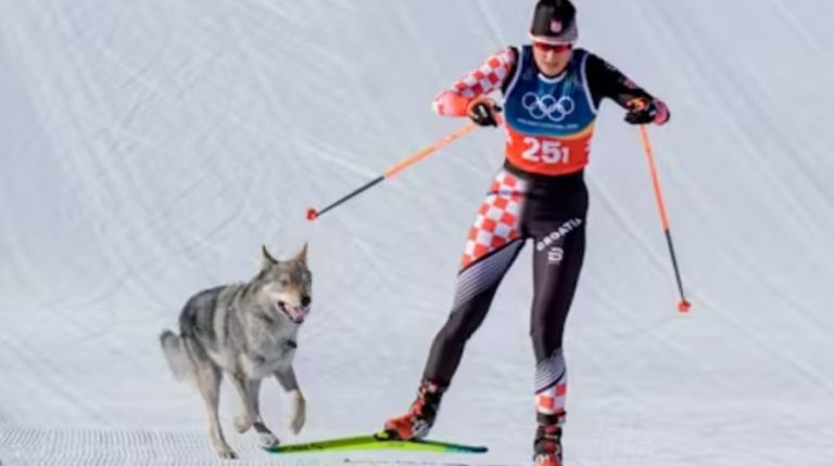 Hund an Olympiade 2026