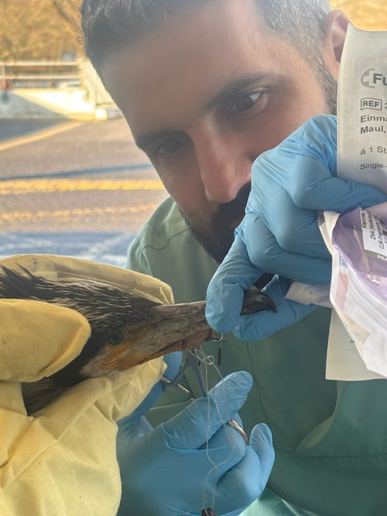 Kormoran bittet um Hilfe