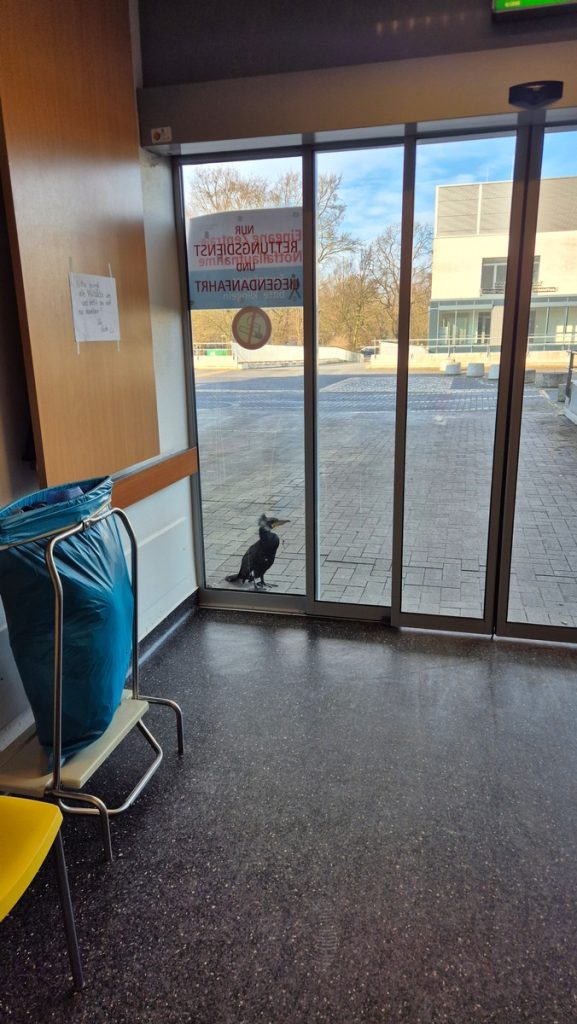 Kormoran bittet um Hilfe