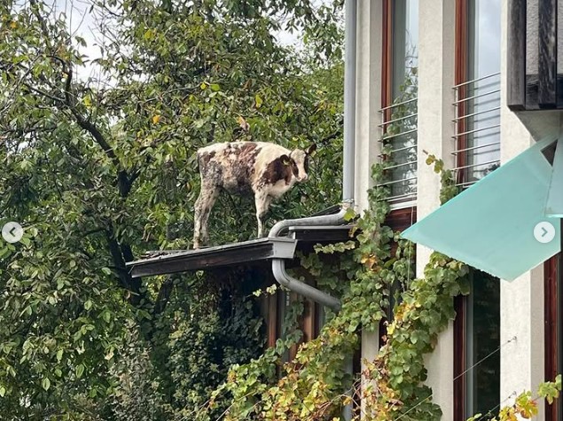 Kalb auf Hausdach 2026