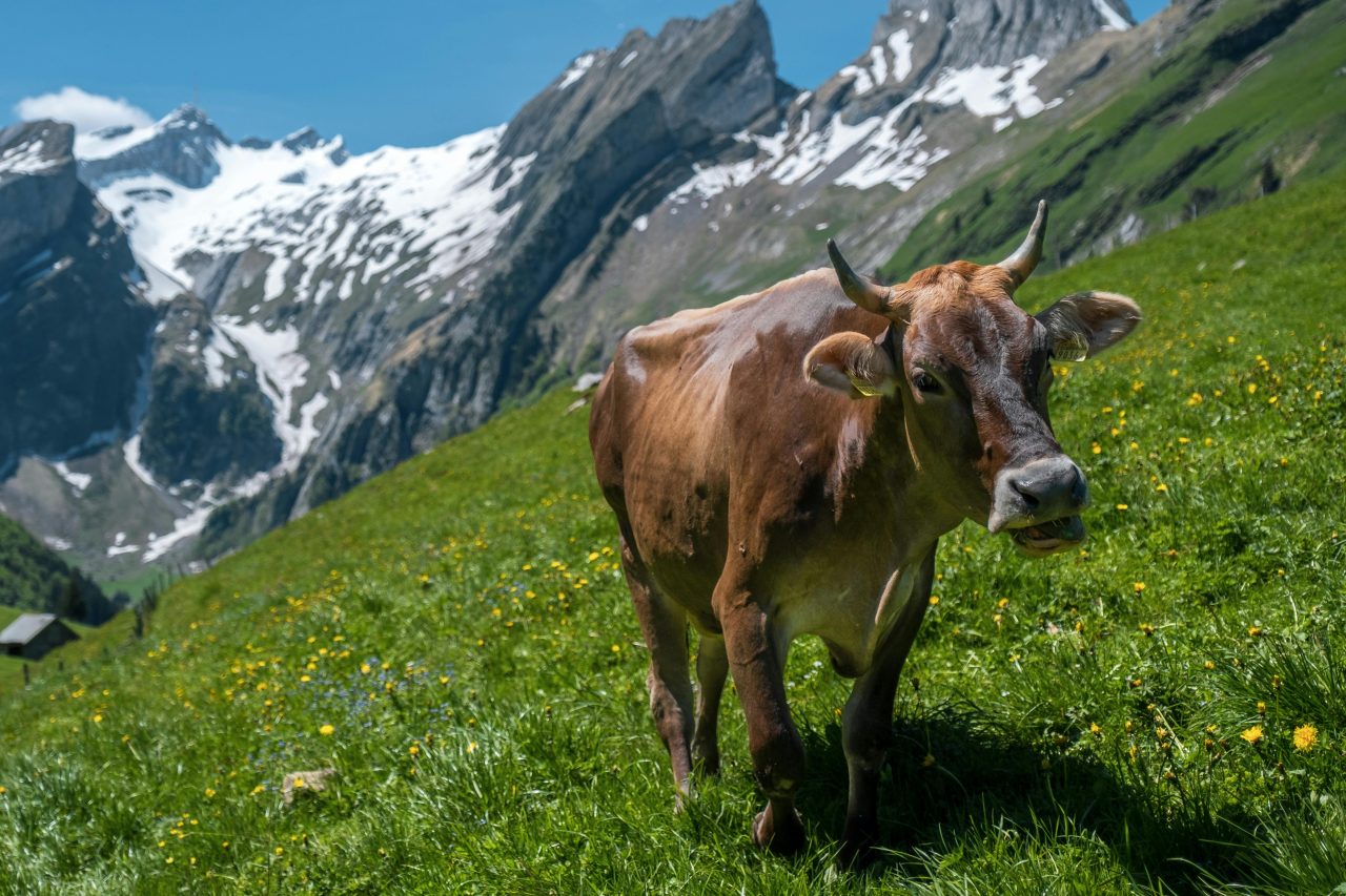 Schweizer Landwirtschaft 2025