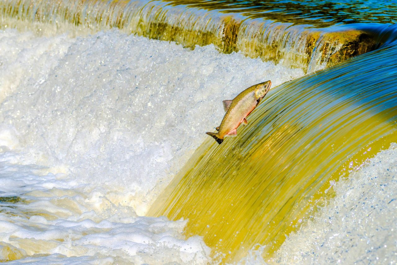 Fisch springt aus dem Wasser einen Wasserfall hoch