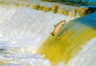 Fisch springt aus dem Wasser einen Wasserfall hoch