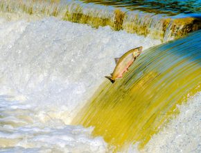 Fisch springt aus dem Wasser einen Wasserfall hoch