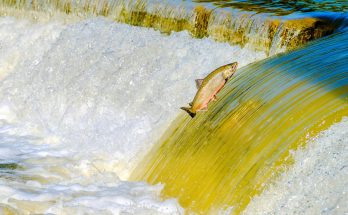 Fisch springt aus dem Wasser einen Wasserfall hoch