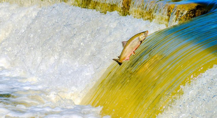 Fisch springt aus dem Wasser einen Wasserfall hoch