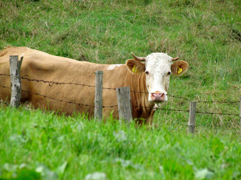 Kuh-Yvonne-Gut-Aiderbichl-img9487