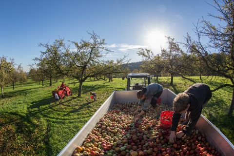 Apfel-Hochstamm-Coop-001