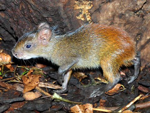 daehlhoelzli-Goldaguti2