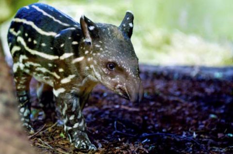 tapir-zoo-zuerich-001