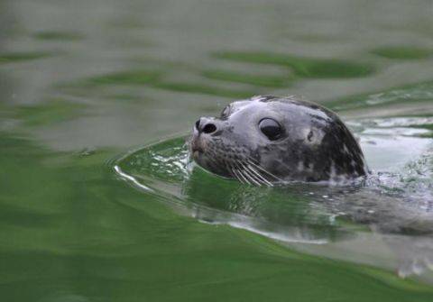 tierpark-daehlhoelzli-kleiner-seehund001