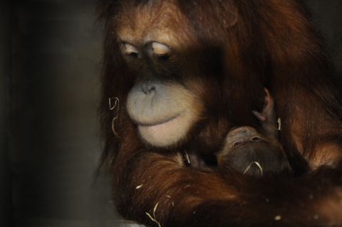 zoo-zuerich-orang-utan-nachwuchs001