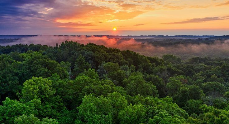 Bäume im Amazonas werden grösser dank CO2