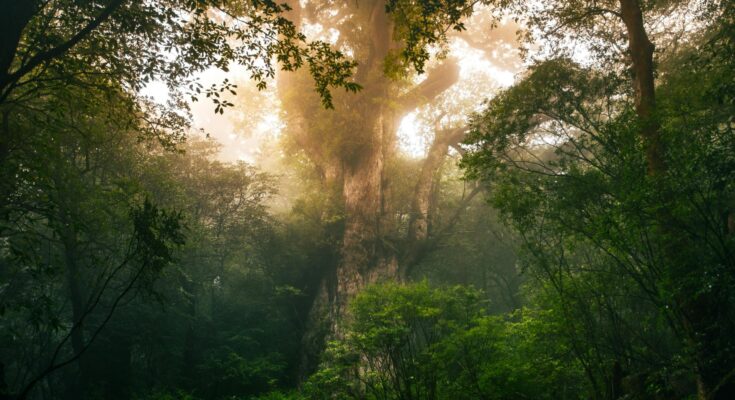 Urwald Regenwald Rodung Waldnutzung