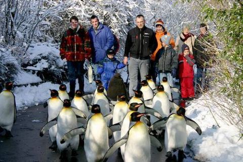 zoo-zuerich-pinguinparade